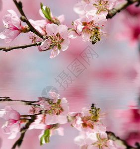 粉红桃花与蜜蜂近景图片