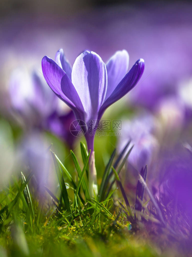 在初春的阳光下开花在一小片明亮的园地里长图片