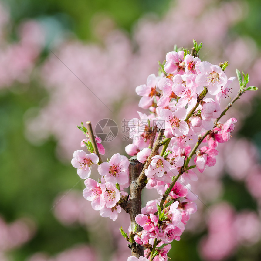 春天的桃花近景图片