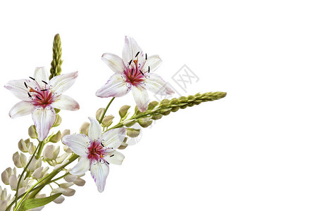 白色背景上的羽扇豆美丽的花朵百合图片