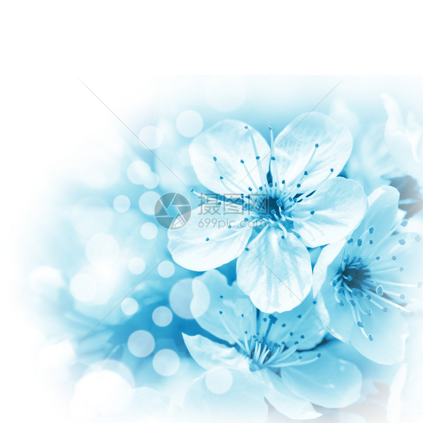 白色背景上的蓝色花朵图片
