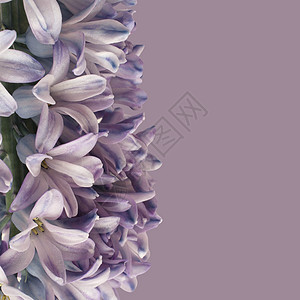 轻柔紫色长青花在薄图片