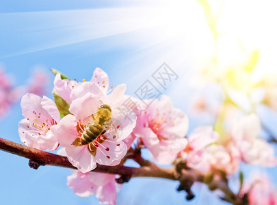 桃花上的蜜蜂特写图片