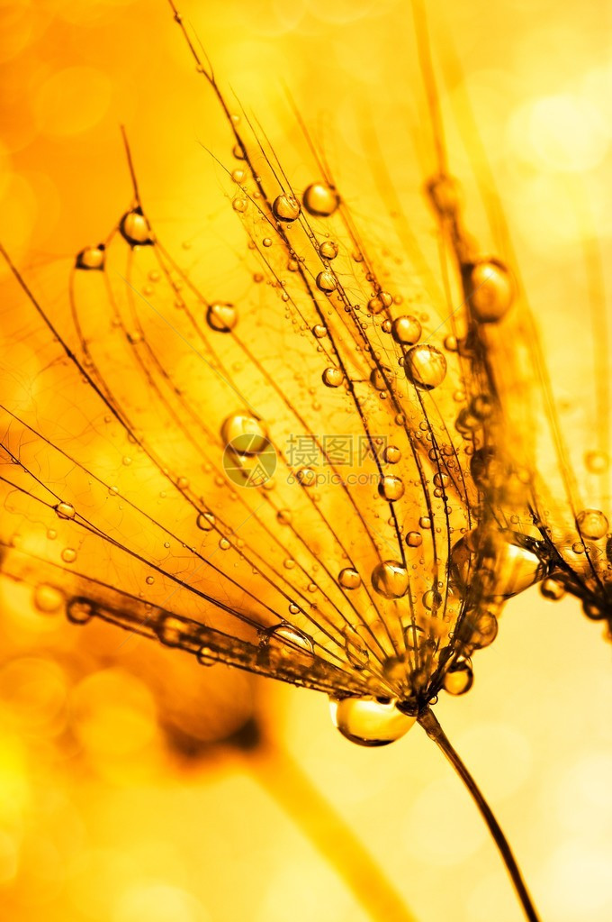 蒲公英花与水滴图片