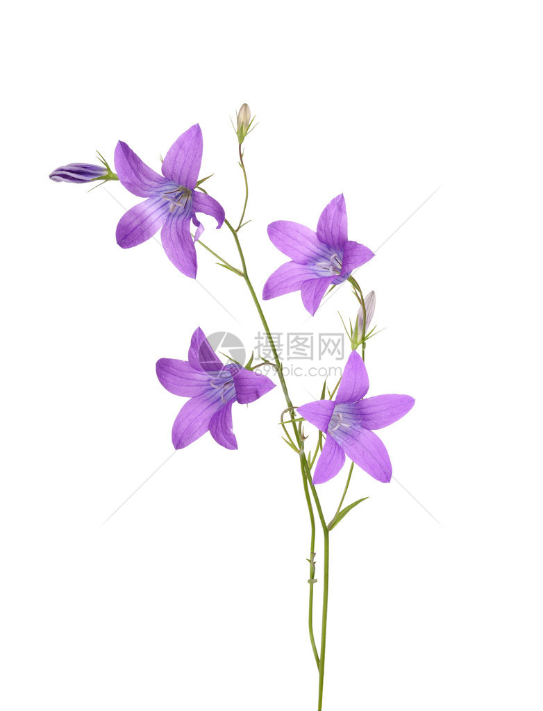孤立在白色背景上的紫色风铃花图片