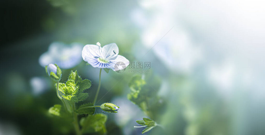 Veronicafiliformis花花园里开着蓝色的小花春天主题的自然背景具有选择图片