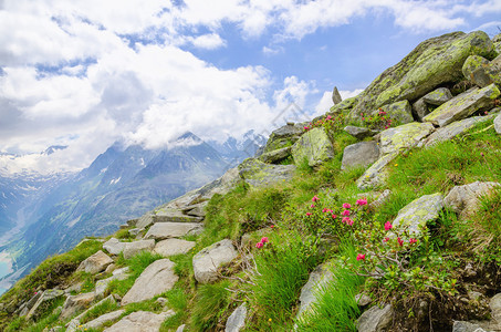 美丽的高山风景与山花奥地利齐勒塔图片