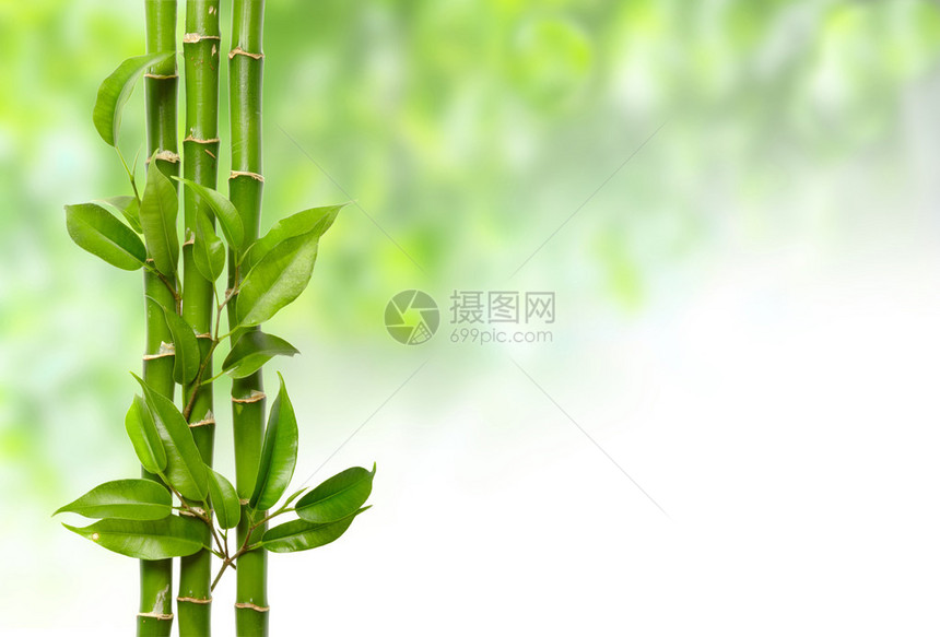 白色兰花和竹子上白色孤立图片