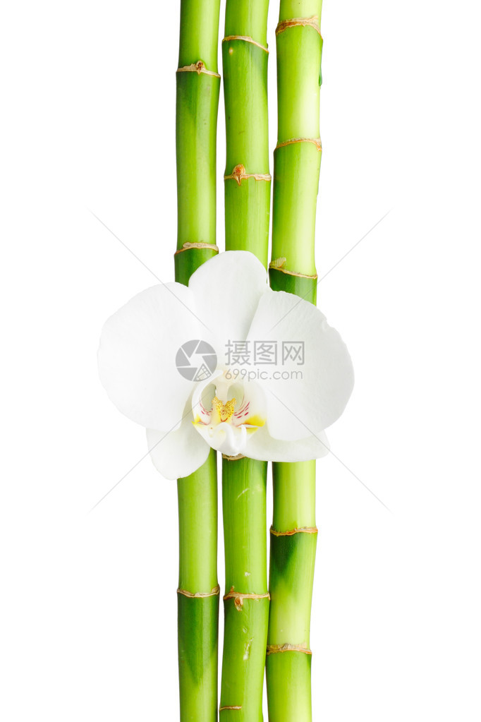 白色背景上的竹框和兰花图片
