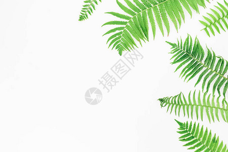 白色背景的绿色野叶花边平图片