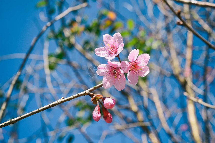 野生喜马拉雅山樱桃图片