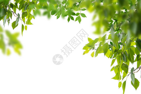 在白色背景上孤立的绿色树叶和树枝图片