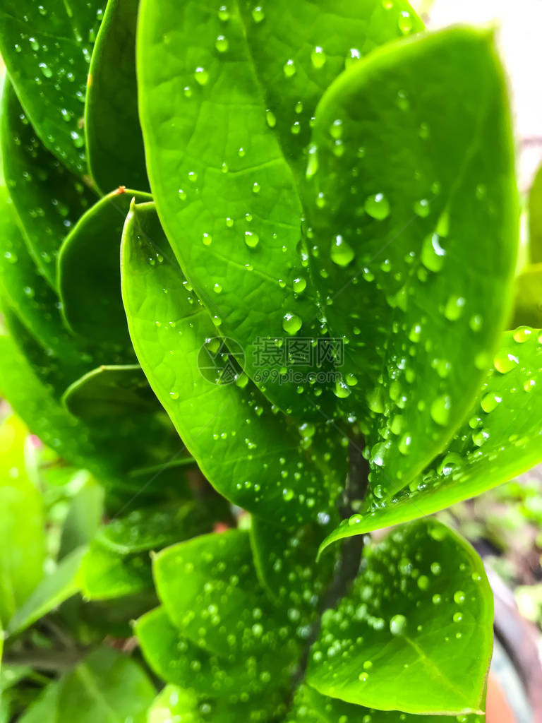 zamioculcaszamiifolia叶子上的雨滴图片