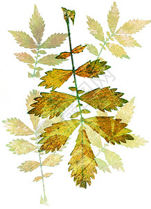 白色背景上隔离的秋叶系列一种植物类型背景图片