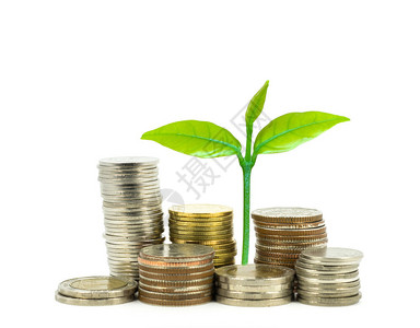 绿色植物在白种背景商业和投资概念之上靠钱币种图片