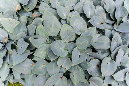 BrunneraHeartleaf宏观照片独特的阴影爱着长生植物银图片