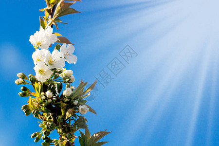 在自然蓝天背景的开花树与太阳春天背景图片