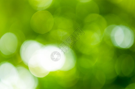 绿色的bokeh背景图片