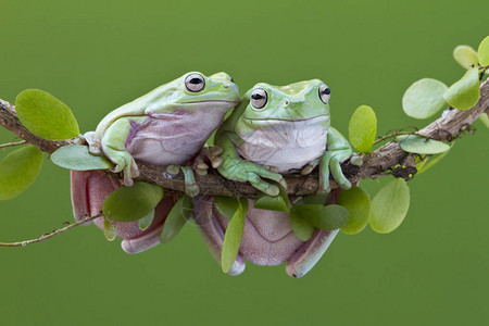 树枝上的澳大利亚绿树蛙图片