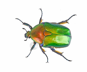 关闭绿色发光的甲虫图片