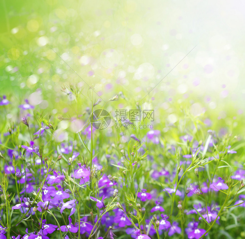 春天盛开的花卉背景图片
