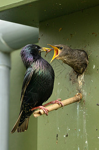 普通黑鸟TurdusMerula的巢穴图片