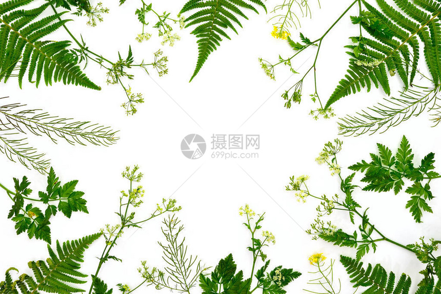 草药植物装饰背景平整非固定构图片