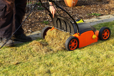 使用松土机提高草坪质量图片