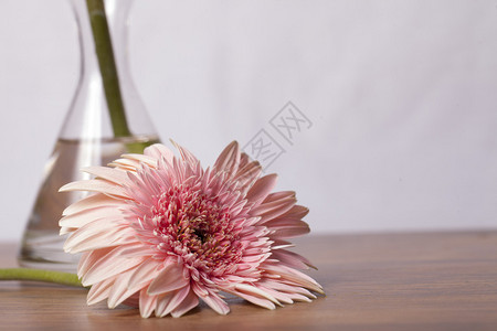 美丽的粉红色白菊花木本图片