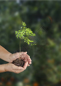 种植柑橘树苗的女人图片