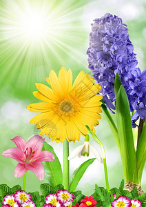 绿色背景上的花卉背景图片