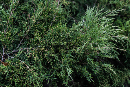 cypress树分支背景的图片