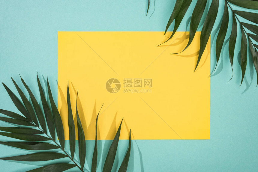 热带树叶和黄卡的顶部视图以绿宝石图片