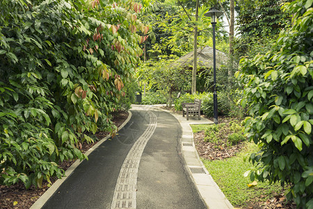 新加坡植物园热带植物之间的空通道图片