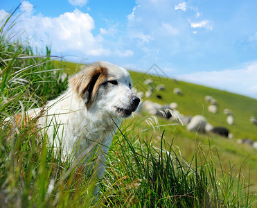 守卫一群羊的牧羊犬图片