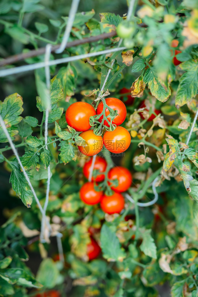 有红色西红柿植物的菜园图片