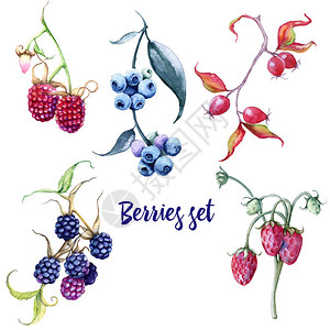 浆果集玫瑰果蓝莓黑莓草莓覆盆子在白色背景上隔图片