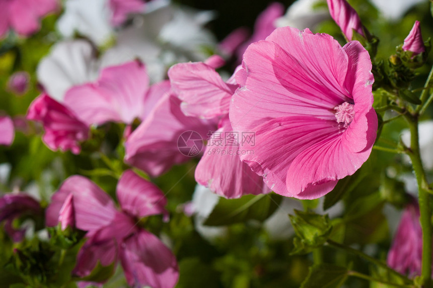绿色自然中的粉红色Lavatera花图片