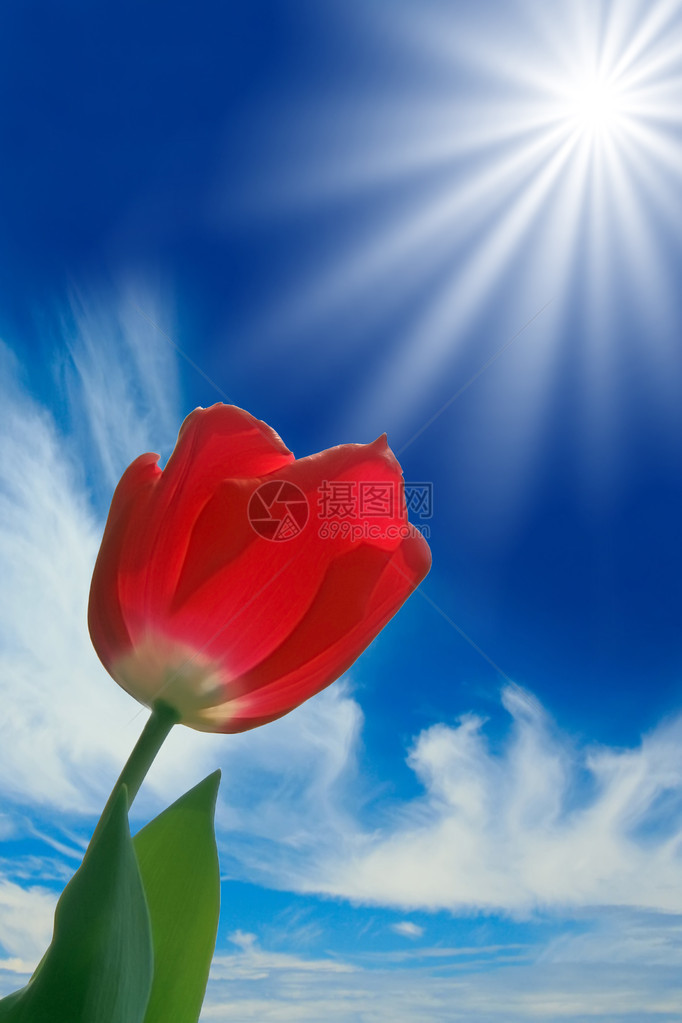 美丽的鲜红色郁金香在春天的阳光下发光图片