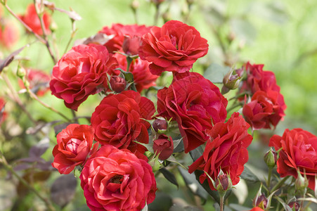 红玫瑰花在植物园图片