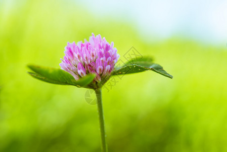 夏季绿色草地上的红三叶草花图片