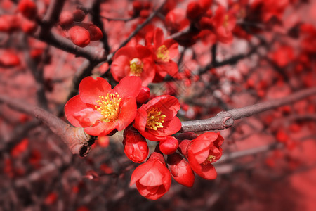 花朵的闪光图片