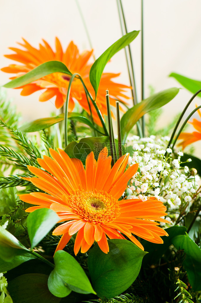 橙色非洲菊花对抗绿色模糊背景图片