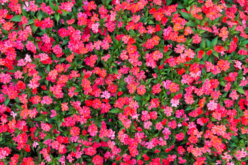 花朵是美国最受欢迎的床上植物图片