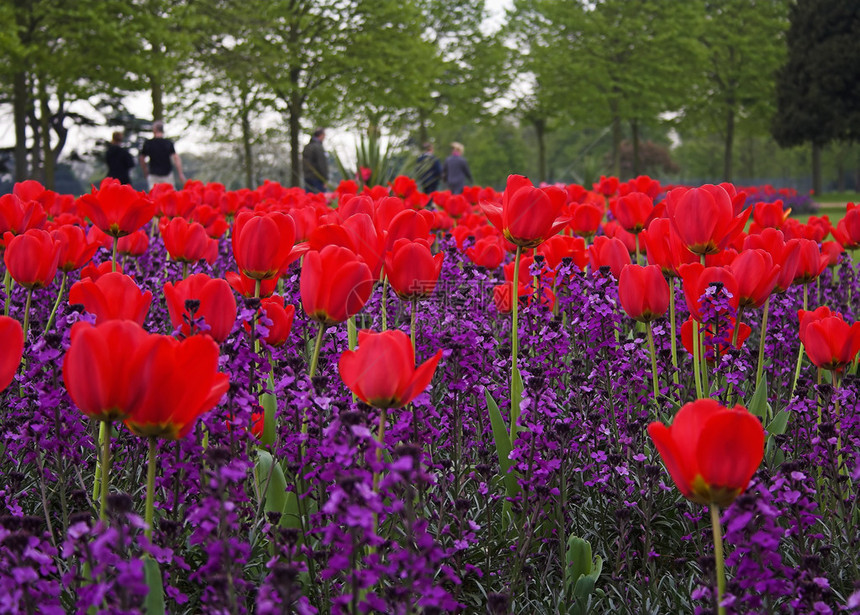 汉普顿宫花园中的郁金香花田图片