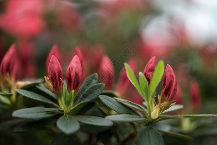 美丽嫩红花蕾和绿叶的选择焦点图片