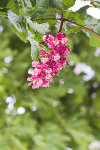 红马栗树aesculuscrenea的花图片
