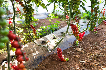 种植树西红柿的果园西红柿收获图片