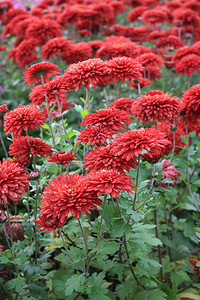 植物园红秋菊图片