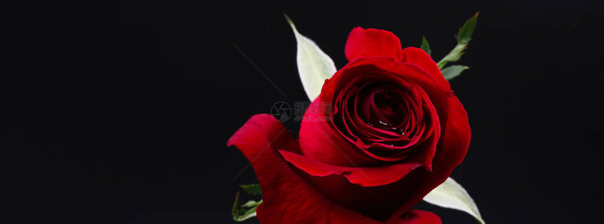 黑色背景上的漂亮深红玫瑰图片